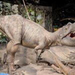 Albertosaurus Dinosaur